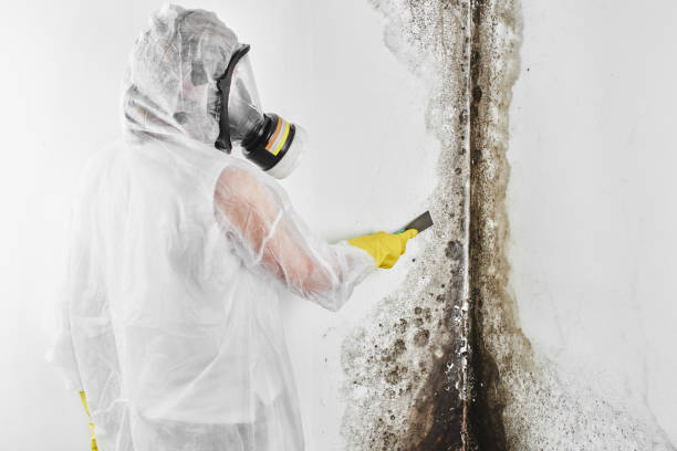 Professional Mold Removal in Conway, PA